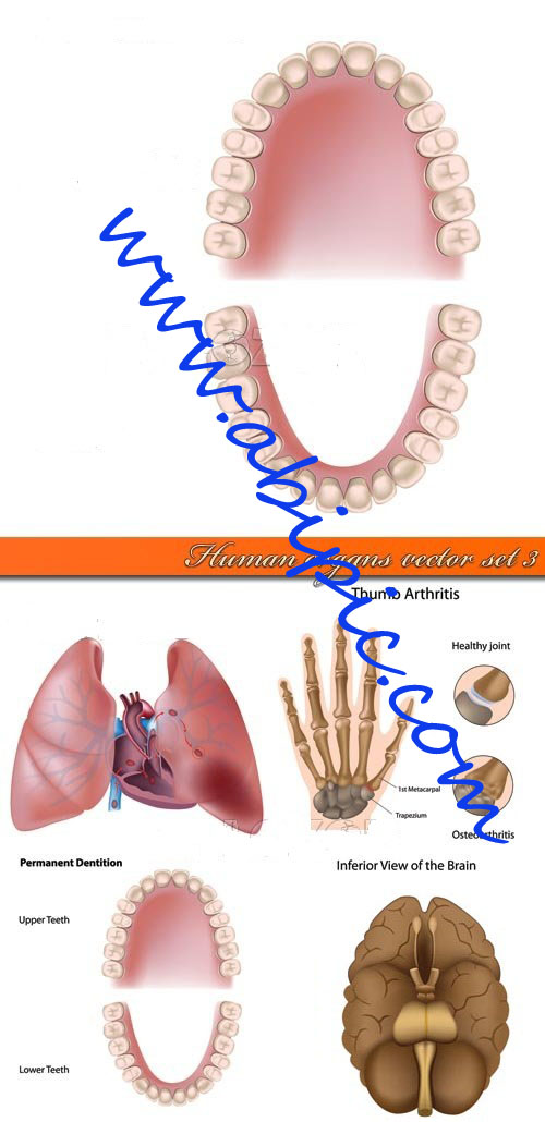 دانلود وکتور قسمت های مختلف بدن انسان Human organs vector