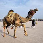 تصاویری بسیار زیبا از طراحی خلاقانه روی بدن شتر