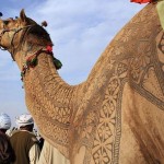 تصاویری بسیار زیبا از طراحی خلاقانه روی بدن شتر