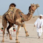 تصاویری بسیار زیبا از طراحی خلاقانه روی بدن شتر