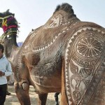 تصاویری بسیار زیبا از طراحی خلاقانه روی بدن شتر
