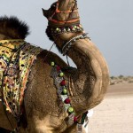 تصاویری بسیار زیبا از طراحی خلاقانه روی بدن شتر