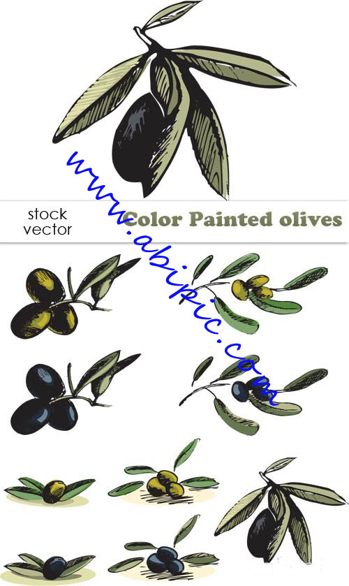 دانلود طرح وکتور زیتون Vectors Color Painted olives