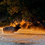 تصاویری بسیار زیبا از حیات وحش