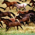 تصاویری بسیار زیبا از اسب های زیبا