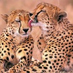 تصاویری بسیار زیبا از حیوانات