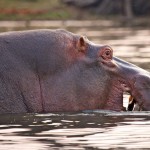 تصاویری بسیار زیبا از حیات وحش