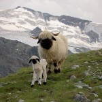 تصاویری بسیار زیبا از حیوانات