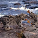 تصاویری بسیار زیبا از حیوانات