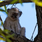 تصاویری بسیار زیبا از حیات وحش