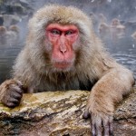 تصاویری بسیار زیبا از حیوانات