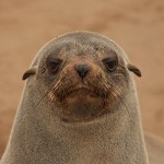 تصاویری بسیار زیبا از حیات وحش