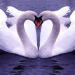 تصاویری بسیار زیبا از حیوانات