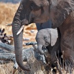 تصاویری بسیار زیبا از حیات وحش