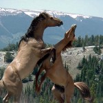 تصاویری بسیار زیبا از اسب های زیبا