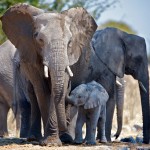 تصاویری بسیار زیبا از حیات وحش