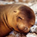 تصاویری بسیار زیبا از حیوانات