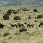 تصاویری بسیار زیبا از اسب های زیبا