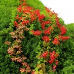 تصاویری از زیباترین باغ دنیا