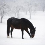 تصاویری بسیار زیبا از اسب های زیبا