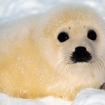 تصاویری بسیار زیبا از حیوانات