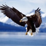 تصاویری بسیار زیبا از حیوانات