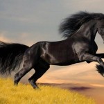 تصاویری بسیار زیبا از اسب های زیبا