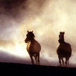 تصاویری بسیار زیبا از اسب های زیبا