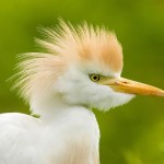 تصاویری بسیار زیبا از حیوانات