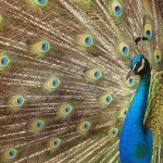 تصاویری بسیار زیبا از حیوانات