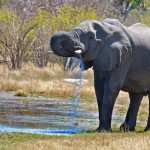 تصاویری بسیار زیبا از حیات وحش