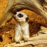 تصاویری بسیار زیبا از حیوانات