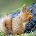 تصاویری بسیار زیبا از حیوانات