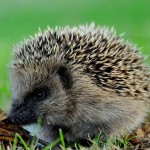 تصاویری بسیار زیبا از حیوانات