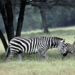 تصاویری بسیار زیبا از حیوانات