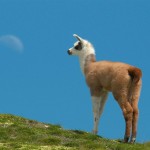 تصاویری بسیار زیبا از حیوانات