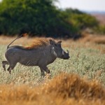 تصاویری بسیار زیبا از حیات وحش