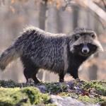 تصاویری بسیار زیبا از حیوانات