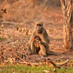 تصاویری بسیار زیبا از حیات وحش