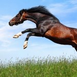 تصاویری بسیار زیبا از اسب های زیبا