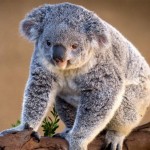 تصاویری بسیار زیبا از حیوانات