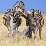 تصاویری بسیار زیبا از حیات وحش