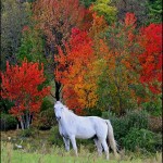 تصاویری بسیار زیبا از اسب های زیبا