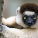 تصاویری بسیار زیبا از حیوانات