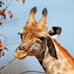 تصاویری بسیار زیبا از حیات وحش