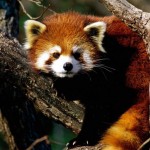 تصاویری بسیار زیبا از حیوانات