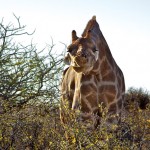 تصاویری بسیار زیبا از حیات وحش