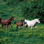 تصاویری بسیار زیبا از اسب های زیبا