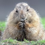 تصاویری بسیار زیبا از حیوانات