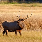 تصاویری بسیار زیبا از حیات وحش